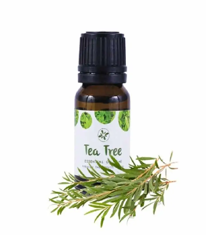 Skin Cafe Tea Tree Essential Oil 10ml amber bottle with white dropper cap and fresh green leaves. - thumbnail